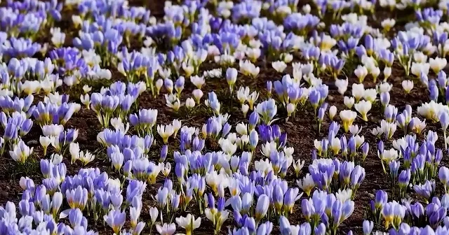 Kars ta baharın habercisi: Kar çiçekleri doğayı renklendirdi VİDEO İZLE