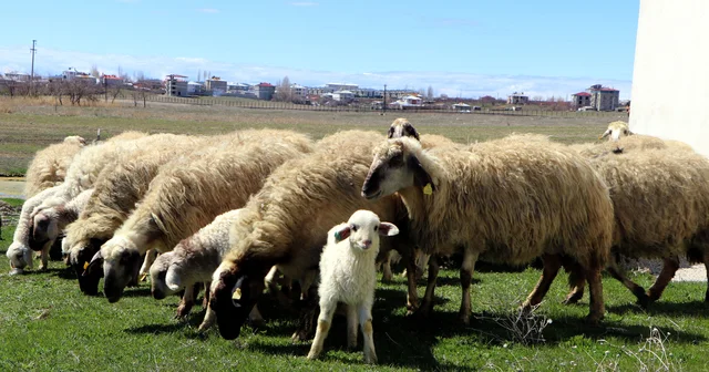 Van da koruma altındaki Norduz koyunu doğumları başladı Van Haberleri