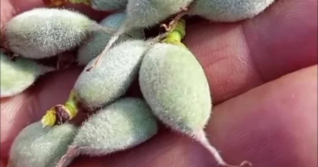Çermik te yılın ilk çağla hasadı başladı Diyarbakır Haberleri
