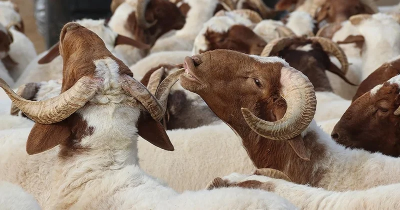 2026 Kurban Bayramı tarihleri: Bayram tatili ne zaman başlayacak, kaç gün sürecek?