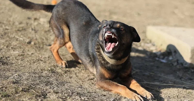 Köpeklere bunu sakın yapmayın! Anında saldırıya geçiyorlar Sözcü Gazetesi