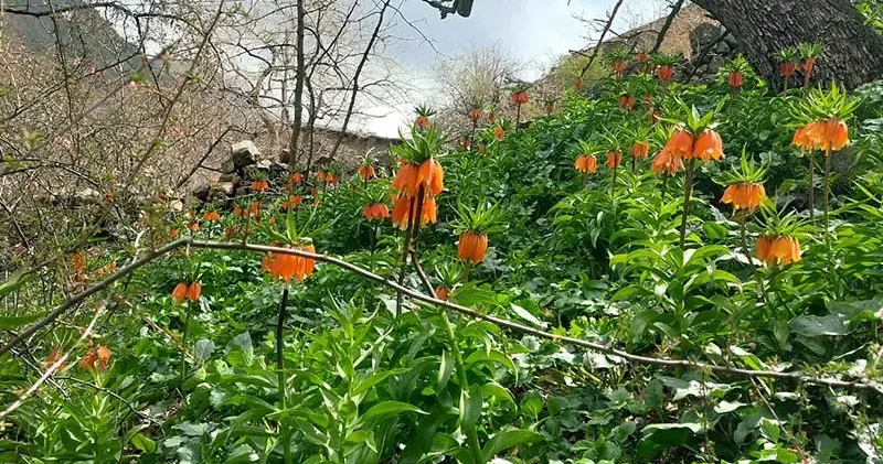 Siirt’te ters laleler çiçek açtı; koparmanın cezası 700 bin lira