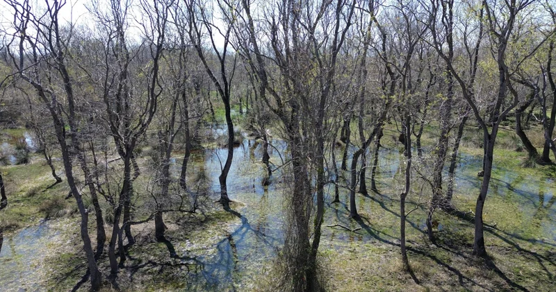 UNESCO listesindeki Kızılırmak Deltası canlanmaya başladı