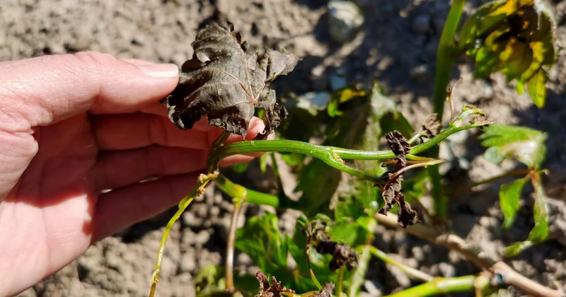 Yurdun kuzey kesimlerinde zirai don bekleniyor