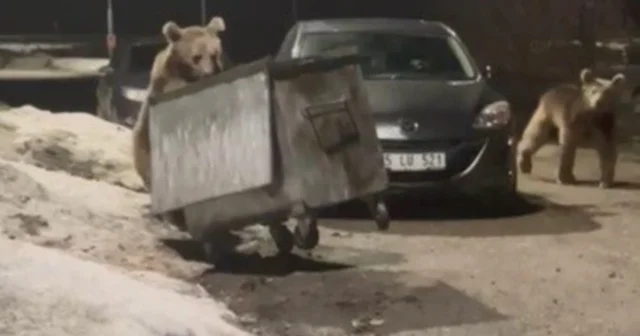Kars ta yerleşim bölgesine inen bozayılar çöpte yiyecek ararken görüntülendi Kars Haberleri