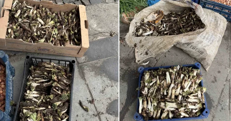 Doğada kendiliğinden yetişiyor: Kilosu 250 liradan alıcı buluyor Diyarbakır Haberleri