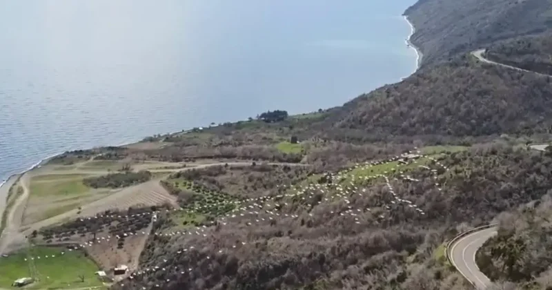 Tekirdağ’da pelikanların senkronize uçuşu görsel şölen sundu