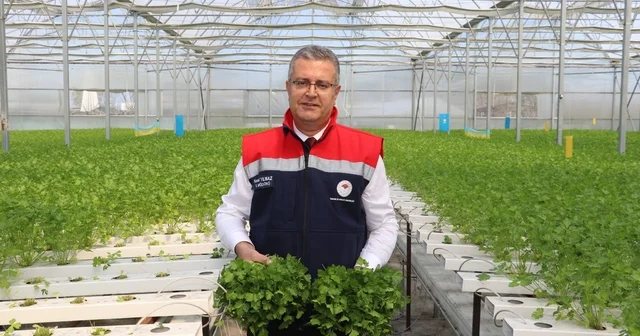 Çarşamba da hidroponik maydanozda ilk hasat yapıldı Samsun Haberleri