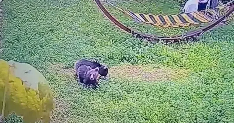 Karabük’ye yiyecek arayan yavru ayılar kamerada