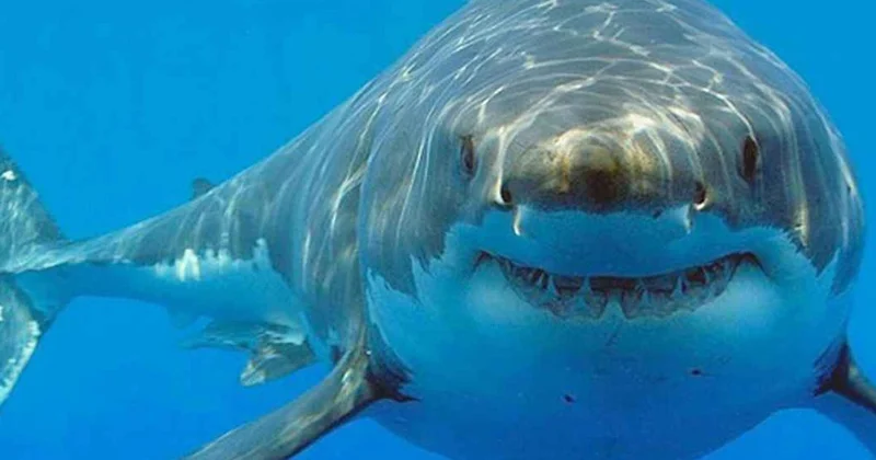 Bahamalar da Köpek Balıklarında Uyuşturucu Bulundu