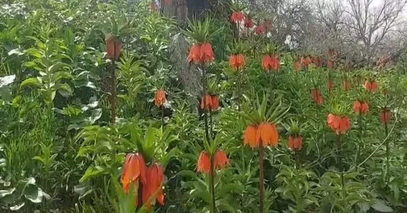 Yaklaşmak bile cesaret istiyor: Ters laleler çiçek açtı!