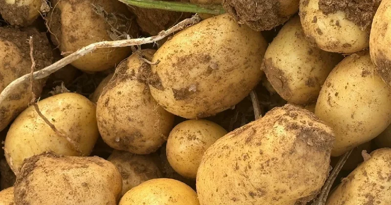 En riskli yaş açıklandı: Patates yerken iki kez düşünün Sözcü Gazetesi