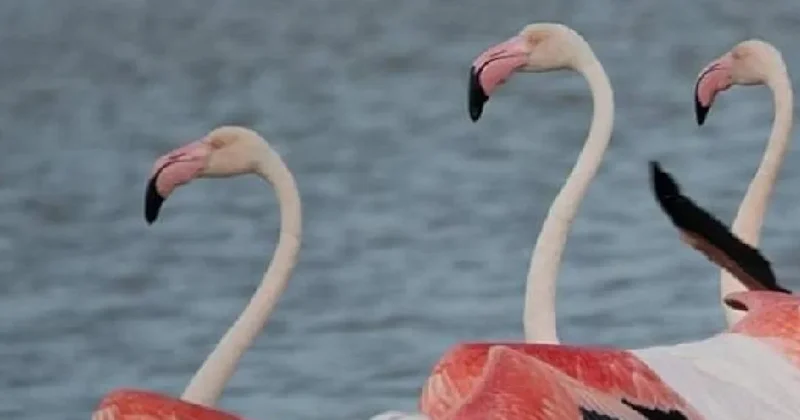 Nadir görülen pembe kuşlar geri döndü: Tek bir şey istiyorlar Sözcü Gazetesi