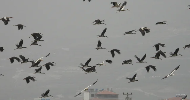 Göç yolundaki Hatay da mola veren leylekler, sulak alanlar ve gökyüzünü kapladı Hatay Haberleri