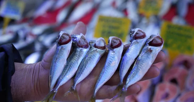 Sezonun sonuna gelinirken istavritin kilosu 70 TL ye düştü Samsun Haberleri