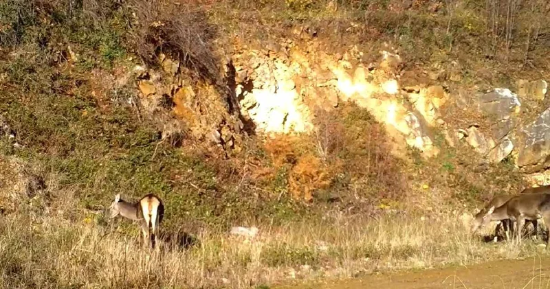 Bursa da görüntülendiler! Boyları 2 metreye kadar ulaşıyor