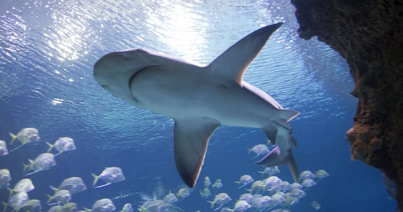 Bahamalar daki köpek balıklarında kokain ve kafein kirleticileri saptandı