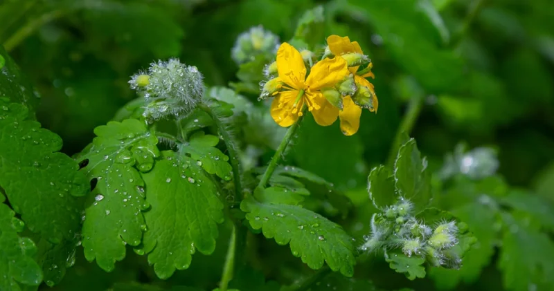 Gözlerine kırlangıç otu suyu damlattı, göremez hale geldi Haberler Sağlık Haberleri