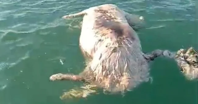 Sinop ta denizde ölü inek bulundu Sinop Haberleri