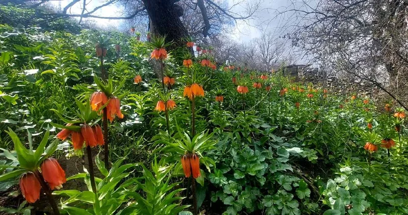 ’Ağlayan gelin’ olarak biliniyor! Bir aylık ömrü olan bu çiçeği koparmanın cezası 700 bin lira