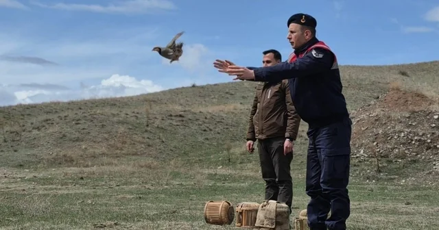 Kars ta kaçak avcılara darbe: 51 canlı keklik doğaya kazandırıldı Kars Haberleri