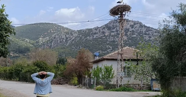 Baharın habercisi leylek, yuvasına bu yıl da eşiyle birlikte geldi Adana Haberleri