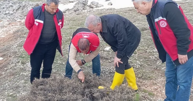Süne mücadelesi için ilkbahar kışlak sürveyleri yapıldı Adıyaman Haberleri