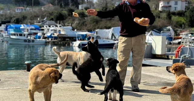 Olta tutkunu vatandaştan sokak köpeklerine şefkat Ordu Haberleri