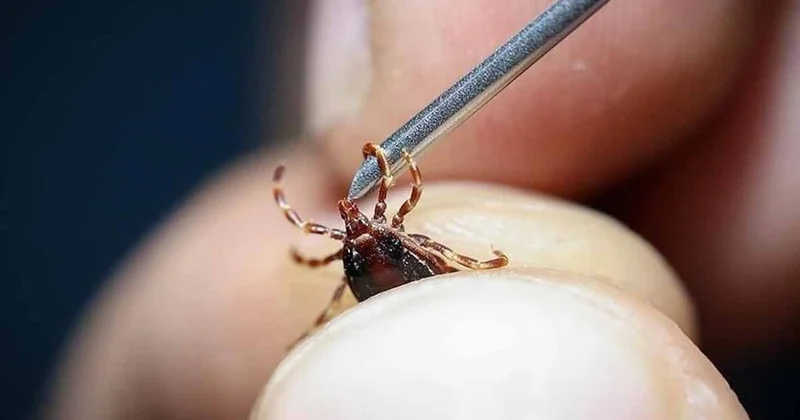 Bahçesine bu 7 bitkiyi ekenin evine kene yaklaşamıyor Sözcü Gazetesi