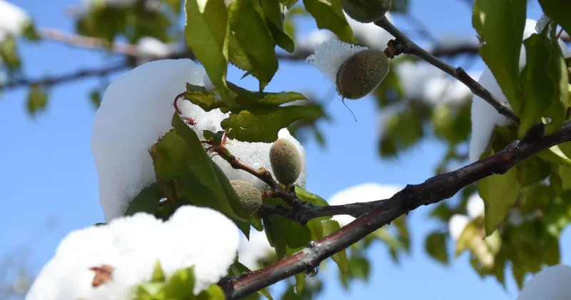 Ankara Valiliği nden üreticilere zirai don uyarısı Sözcü Gazetesi