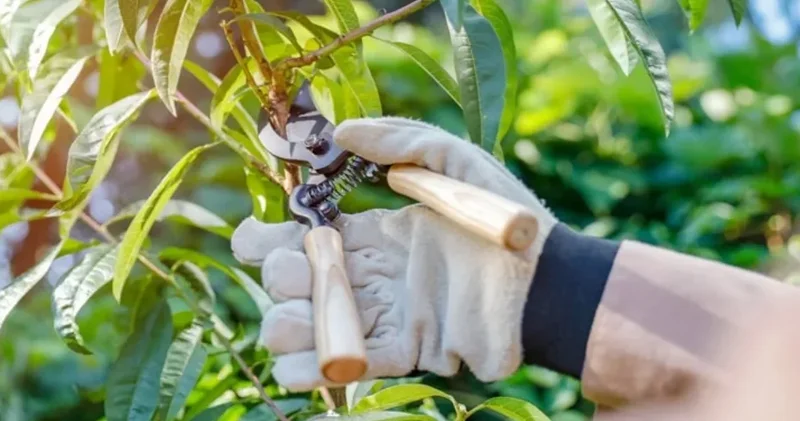 Kapısının önündeki ağacı budadı, bir daire parası ceza yedi