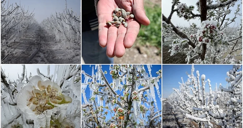 Zirai don alarmı: Üreticilere kritik uyarı ve önlem çağrısı Sözcü Gazetesi
