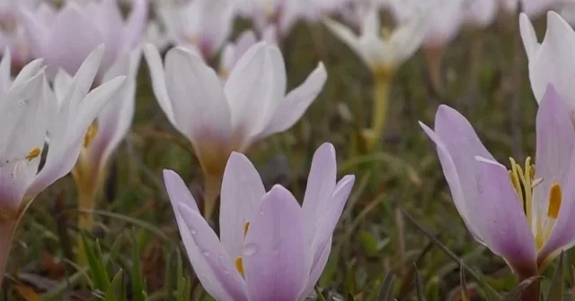 Bitlis’te baharın renkleri açtı: Çiğdemler doğayı süsledi VİDEO İZLE