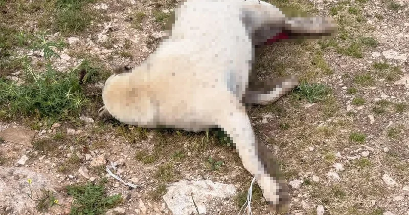Hamile köpek sürüklenerek katledildi Sözcü Gazetesi