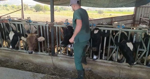 Aydın da şap hastalığı: 17 mahallede karantina tedbirleri alındı Aydın Haberleri