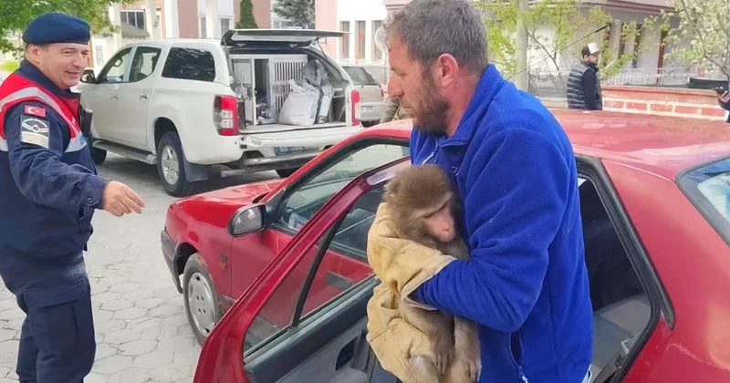 Yozgat ta sürpriz misafir: Köy yolunda maymun bulundu Sözcü Gazetesi