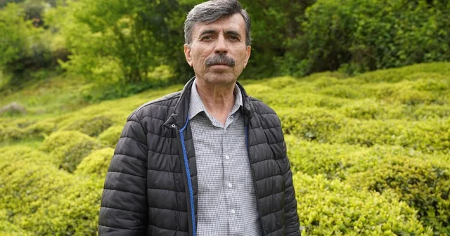 Yaş çay sezonuna sayılı günler kala üreticiler hazırlıklarını sürdürüyor Rize Haberleri