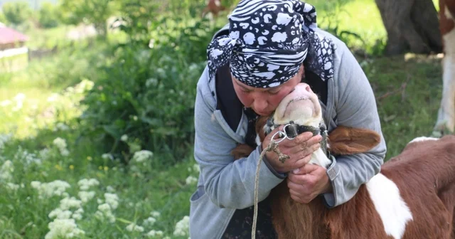 Üzümlü de yabancı gelin hayvancılığa renk kattı Erzincan Haberleri