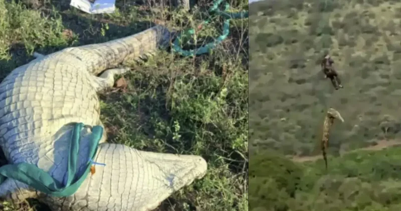 Timsahın midesinden 6 terlik çıkarıldı! Kayıp vakalarıyla ilgili korkutan şüphe