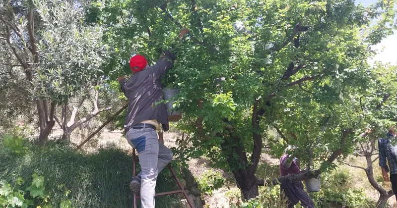 10 bin TL’lik fiyatlar çakıldı! Açık alan hasadıyla tezgahlara bahar geldi