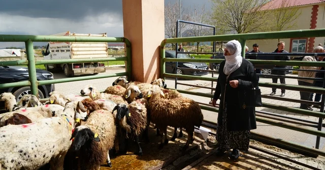 Kadın üreticilere 3 bin küçükbaş hayvan desteği Muş Haberleri