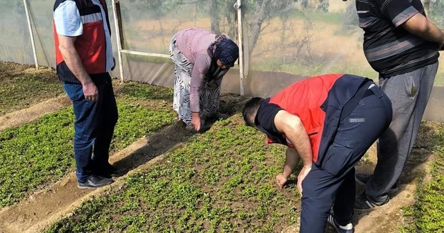 Emet te seralarda inceleme ve bilgilendirme faaliyetleri Kütahya Haberleri