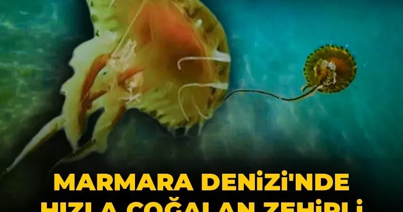 Marmara Denizi nde hızla çoğalan zehirli canlı için profesör uyardı: Sakın dokunmayın