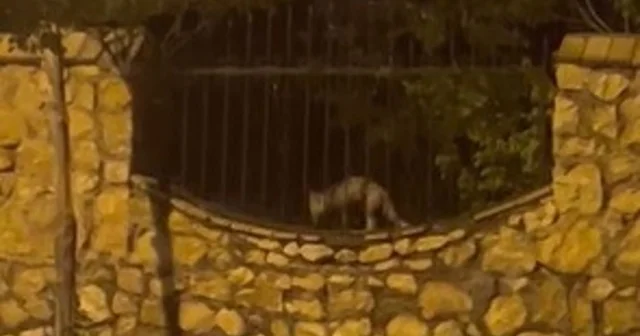 Elazığ da aç kalan tilki tavuğu böyle götürdü Elazığ Haberleri