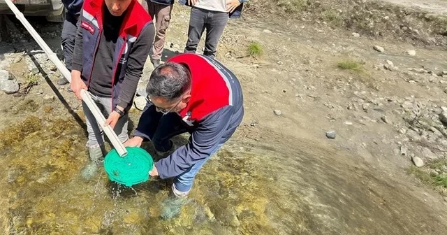 Yığılca da derelere 50 bin kırmızı benekli alabalık yavrusu bırakıldı Düzce Haberleri