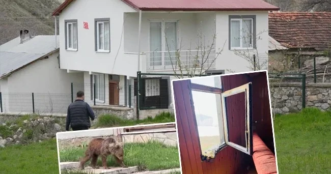 Yaylalardan sonra köylere indiler: Çocuklarını korumak için nöbet tutuyorlar! Balkona çıktığımda karşı karşıya kaldım