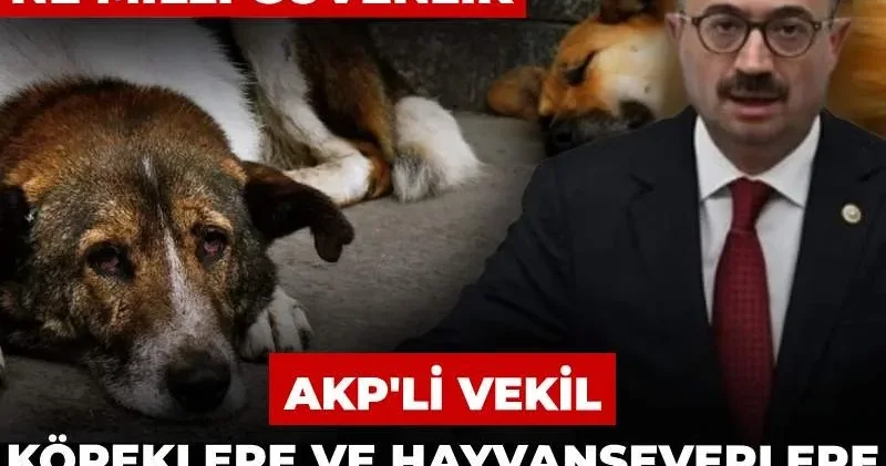 AKP li vekil köpeklere ve hayvanseverlere açtı ağzını yumdu gözünü! Ne terör kaldı ne milli güvenlik