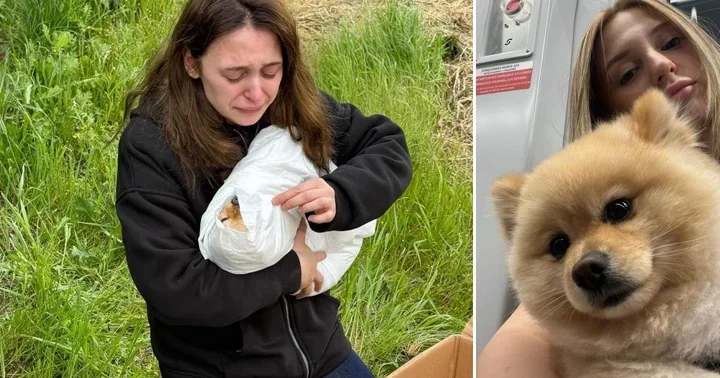 Petshopta yıkanan köpeğin ihmalden öldüğü iddiası! İki kere ip takılıyor, baskı uygulanıyor