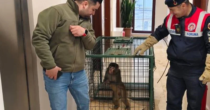 Yozgat ta köy yolunda bulundu!, gören şaştı kaldı