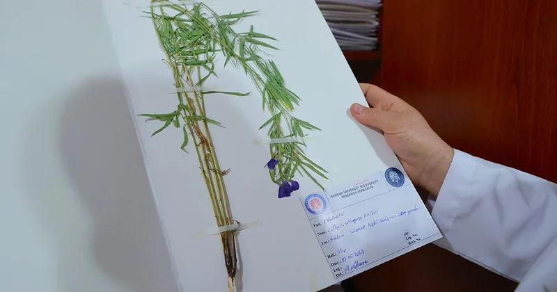 Hakkari’nin envanteri genişledi, bitki türü 800 e yükseldi